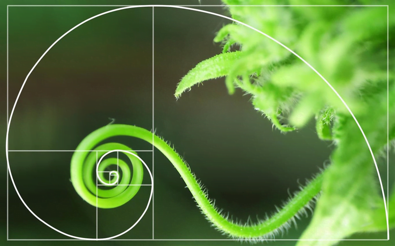 Fibonacci trong cuộc sống