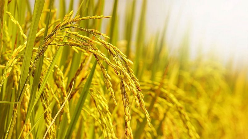 Giá lúa gạo hôm nay bị tác động bởi yếu tố nào
